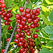 Rote Johannisbeere Bio - Jonkheer van Tets (Ribes rubrum, Erntezeit: Juni) | BAUHAUS