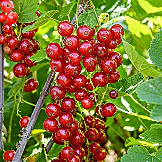 Rote Johannisbeere Bio - Jonkheer van Tets (Ribes rubrum, Erntezeit: Juni)