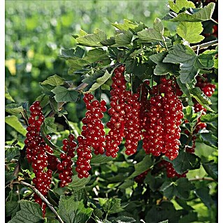 Rote Johannisbeere Bio (Ribes rubrum 'Rovada', Erntezeit: Juli)