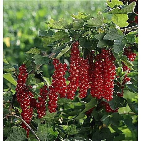 Rote Johannisbeere Bio (Ribes rubrum 'Rovada', Erntezeit: Juli)