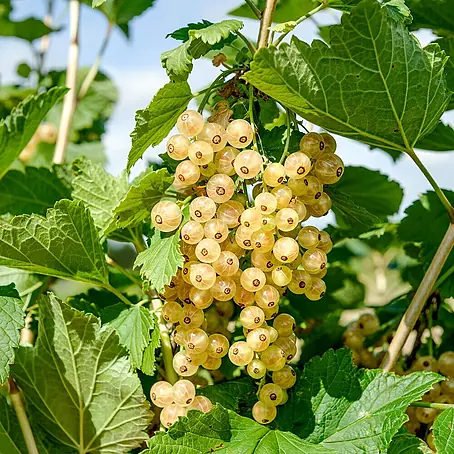 Weiße Johannisbeere Bio - Weiße Versailler