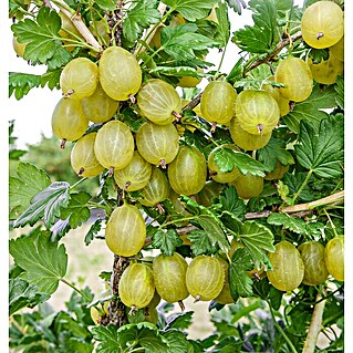 Stachelbeere Bio - Invicta (Ribes uva-crispa Invicta, Erntezeit: Juli)