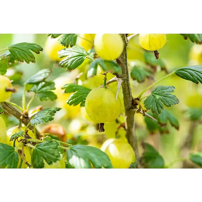 Stachelbeere Bio - Ribes uva-crispa Invicta, Topfgröße: 23 cm, 5 l, Erntezeit: Juli - Eine Nahaufnahme von Stachelbeeren, die an einem Strauch mit grünen Blättern und Stacheln wachsen. Die Beeren sind gelb und fast reif.