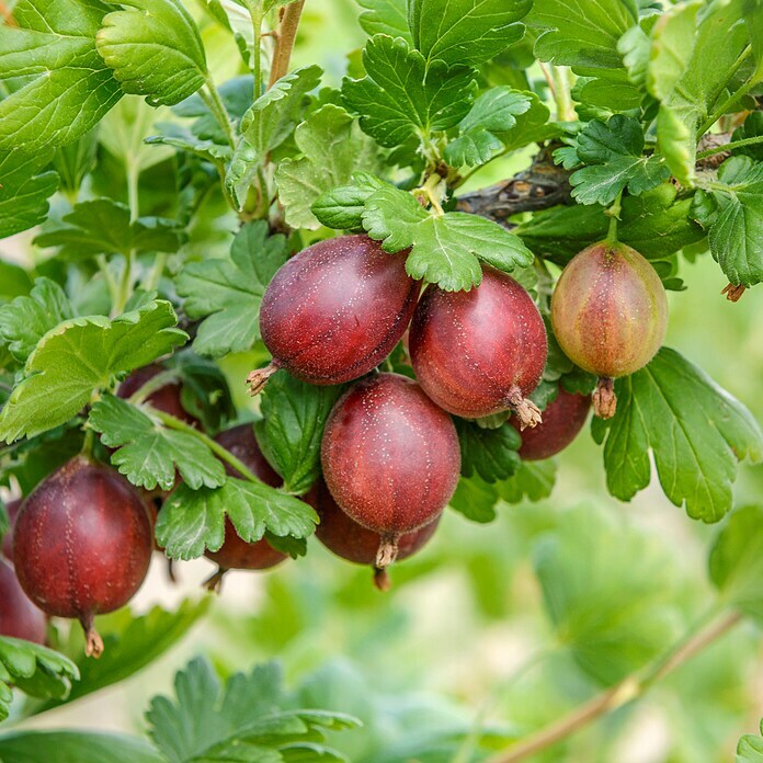 Stachelbeere Bio - Hinnonmäki rot (Ribes uva-crispa Hinnonmäki Rot, Erntezeit: Juli)