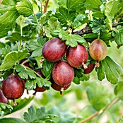 Stachelbeere Bio - Hinnonmäki rot (Ribes uva-crispa Hinnonmäki Rot, Erntezeit: Juli) | BAUHAUS
