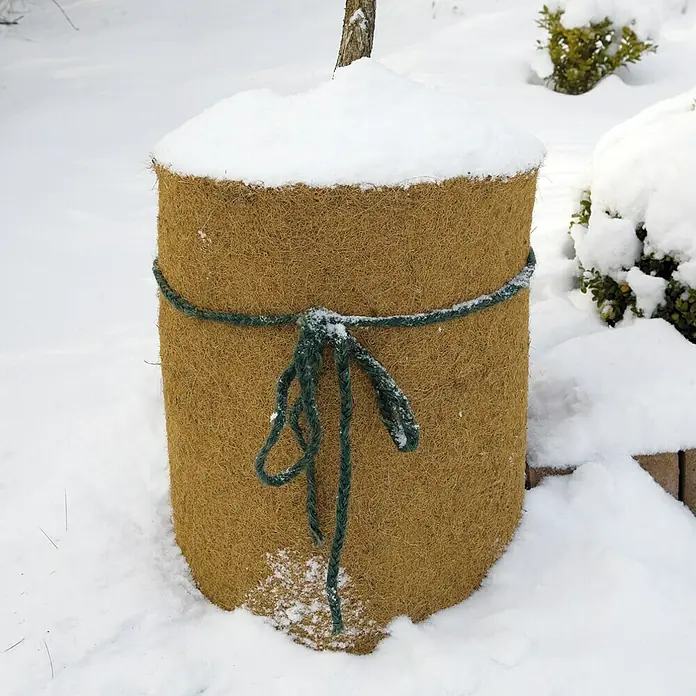 Kokosschutzmatte - 200 x 50 cm - Winterfest verpackter Baum mit Jute-Baumschutzmanschette und grüner Kordel im verschneiten Garten.