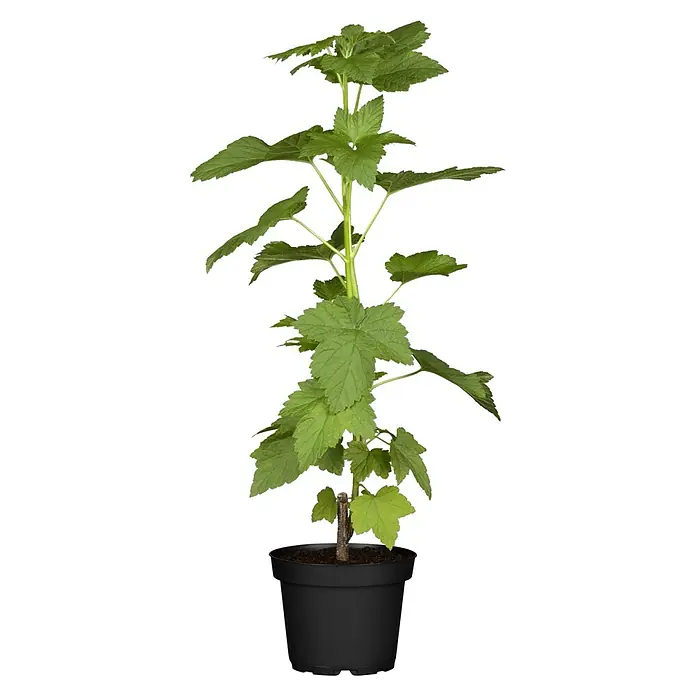 Schwarze Johannisbeere Bio - Ribes rubrum 'Silvergieters Schwarze', Erntezeit: Juli - Eine junge Johannisbeere Pflanze in einem schwarzen Topf, bereit für den Garten oder den Balkon. Die Pflanze hat gesunde, grüne Blätter.