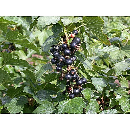 Schwarze Johannisbeere Bio (Ribes rubrum 'Silvergieters Schwarze', Erntezeit: Juli)