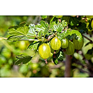 Stachelbeere Bio - Hinnonmäki Gelb (Ribes uva-crispa Hinnonmäki Gelb, Erntezeit: Juni)
