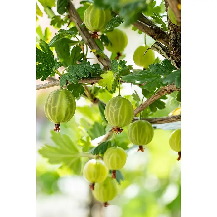 Stachelbeere - Ribes uva-crispa Mucurines, Erntezeit: Juli - Nahaufnahme von grünen Stachelbeeren, die an einem Strauch hängen, mit sichtbaren Blattdetails und natürlichem Umgebungslicht.
