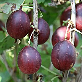 Stachelbeere Bio - Captivator (Ribes uva-crispa 'Captivator', Erntezeit: Juli - September)