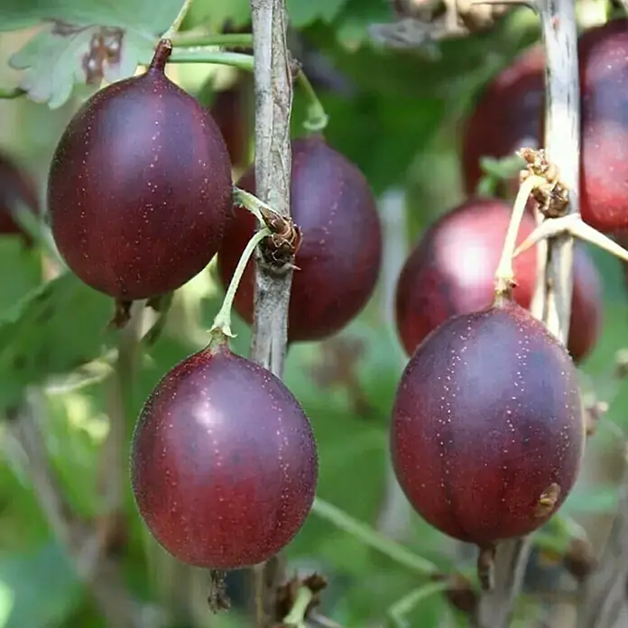 Stachelbeere Bio - Captivator - Ribes uva-crispa 'Captivator', Erntezeit: Juli - Nahaufnahme von prallen, reifen Stachelbeeren, die an einem Stachelbeerstrauch hängen und ihre satte, dunkle Farbe zeigen.