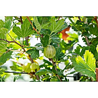 Stachelbeere (Ribes uva-crispa Mucurines, Erntezeit: Juli)