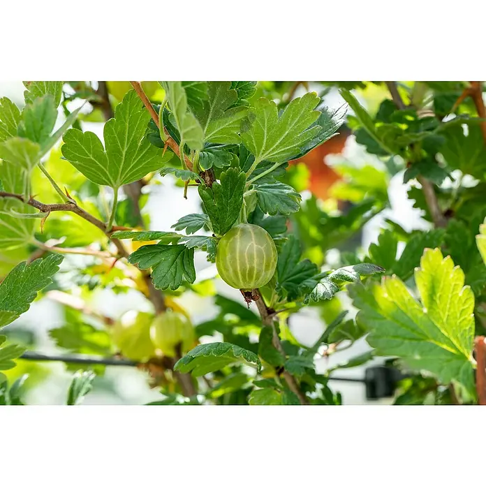 Stachelbeere - Ribes uva-crispa Mucurines, Erntezeit: Juli - Nahaufnahme einer frischen grünen Stachelbeere zwischen grünen Blättern an einem Strauch.