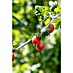 Stachelbeere Bio 