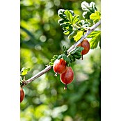 Stachelbeere Bio (Ribes uva crispa 'Remarka', Erntezeit: Juni) | BAUHAUS