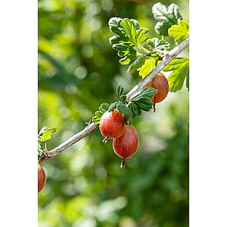 Stachelbeere Bio (Ribes uva crispa 'Remarka', Erntezeit: Juni)