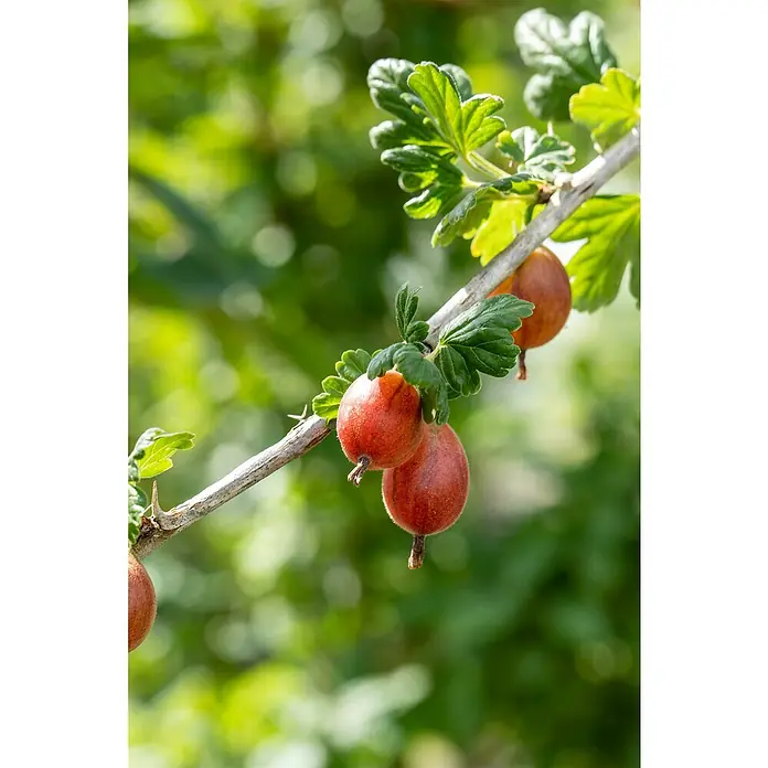 Stachelbeere Bio - Ribes uva-crispa 'Rema', Topfgröße: 23 cm, Erntezeit: Juli - Nahaufnahme von reifen Stachelbeeren am Zweig mit grünen Blättern im Hintergrund.