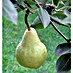 Piardino Bio Säulen-Birnenbaum 
