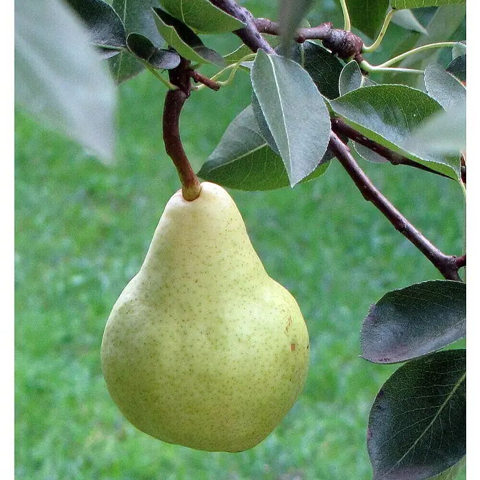 Obstbaum Bio-Sortiment - Terrassenobst, Topfvolumen: 5 l - Nahaufnahme einer saftigen, reifen Birne am Baum, umgeben von grünen Blättern. Die Birne ist bereit für die Ernte.