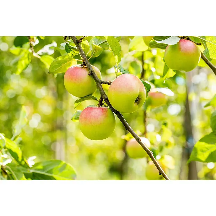 Obstbaum Bio-Sortiment - Terrassenobst, Topfvolumen: 5 l - Eine Nahaufnahme von Äpfeln, die an einem Baum hängen, wobei die roten und grünen Farben der Früchte im Vordergrund stehen.