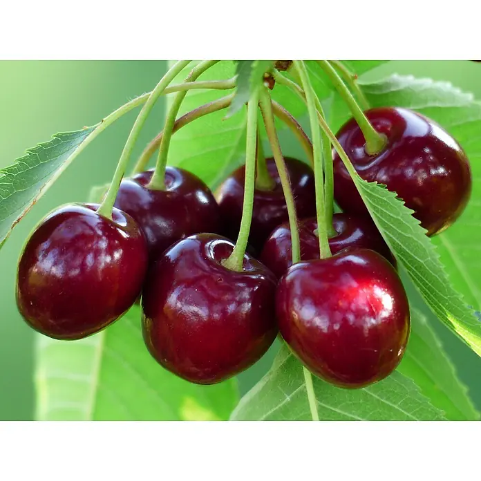 Obstbaum Bio-Sortiment - Buschbaum Obst - Nahaufnahme von saftigen, reifen Kirschen, die an einem Ast hängen und von grünen Blättern umgeben sind.