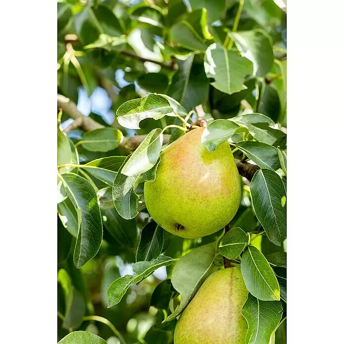 Obstbaum Bio-SortimentTerrassenobst, Topfvolumen: 5 l