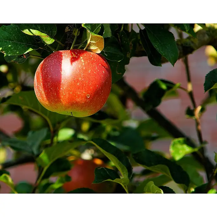 Obstbaum Bio-Sortiment - Buschbaum Obst - Ein saftiger roter Apfel hängt an einem Ast, umgeben von grünen Blättern. Das Sonnenlicht betont seine glatte Oberfläche.