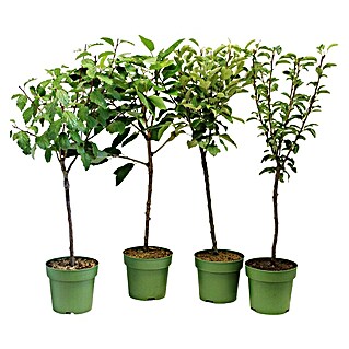 Obstbaum Bio-Sortiment (Terrassenobst, Topfvolumen: 5 l)