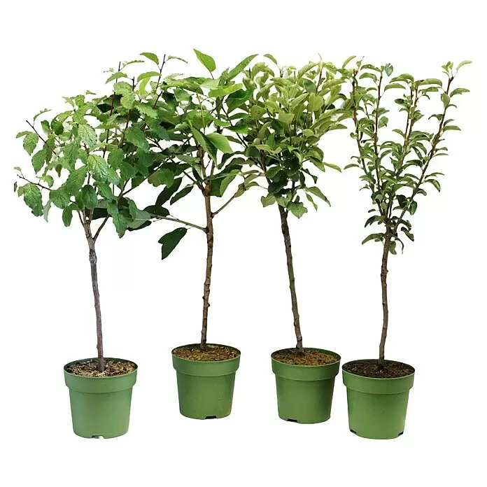 Obstbaum Bio-Sortiment - Terrassenobst, Topfvolumen: 5 l - Vorderansicht