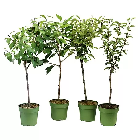 Obstbaum Bio-Sortiment