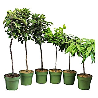 Obstbaum Bio-Sortiment (Zwergobst, Topfvolumen: 5 l)