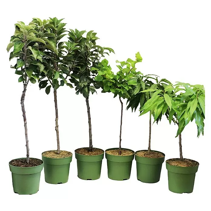 Obstbaum Bio-Sortiment - Zwergobst, Topfvolumen: 5 l - Sechs junge Bäume in grünen Töpfen mit braunen Stämmen und üppigen grünen Blättern.