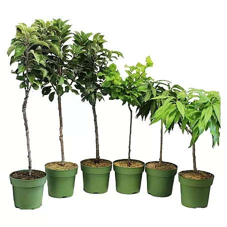 Obstbaum Bio-Sortiment