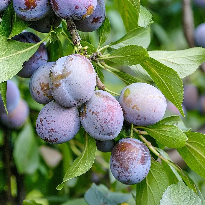 Obstbaum Bio-Sortiment - Zwergobst, Topfvolumen: 5 l - Nahaufnahme von frischen Pflaumen am Baum, die die natürliche Schönheit und Reife des Obstes zeigt.