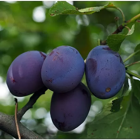 Piardino Bio Pflaumenbaum