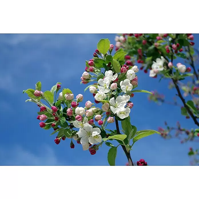 Obstbaum Bio-SortimentTerrassenobst, Topfvolumen: 5 l