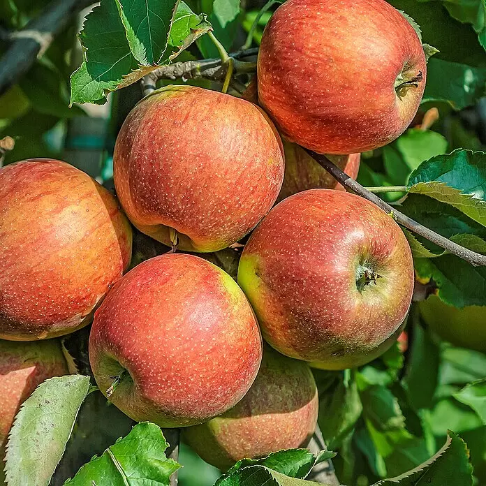 Obstbaum Bio-Sortiment - Zwergobst, Topfvolumen: 5 l - Reife rote Äpfel mit gelben und grünen Nuancen, gesprenkelt, hängen am Ast zwischen grünen Blättern.