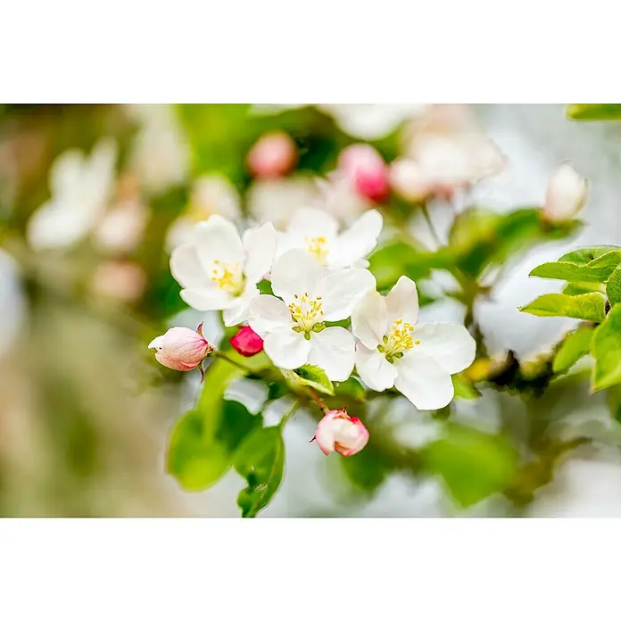 Obstbaum Bio-Sortiment - Terrassenobst, Topfvolumen: 5 l - Zarte Apfelblüten in Nahaufnahme, die die Schönheit des Frühlings mit ihren weißen Blütenblättern und rosa Knospen einfangen.