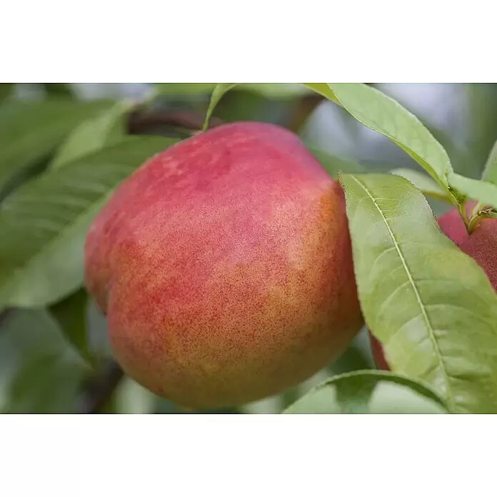 Piardino Pfirsich - Prunus persica 'Crimson Gold', Erntezeit: August - Reife, rot-orange Nektarine hängt an einem Ast zwischen grünen Blättern.
