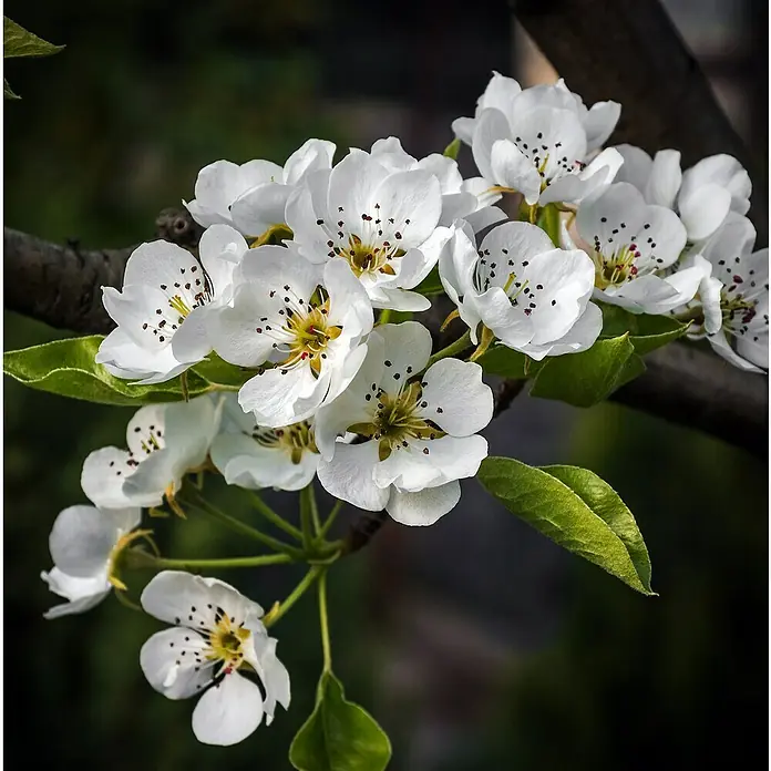 Birnenbaum Bio Zwergform - Pyrus communis, Topfvolumen: 5 l - Zarter blühender Zweig mit weißen Blüten und grünen Blättern vor dunklem Hintergrund, der die Schönheit der Blüten hervorhebt.