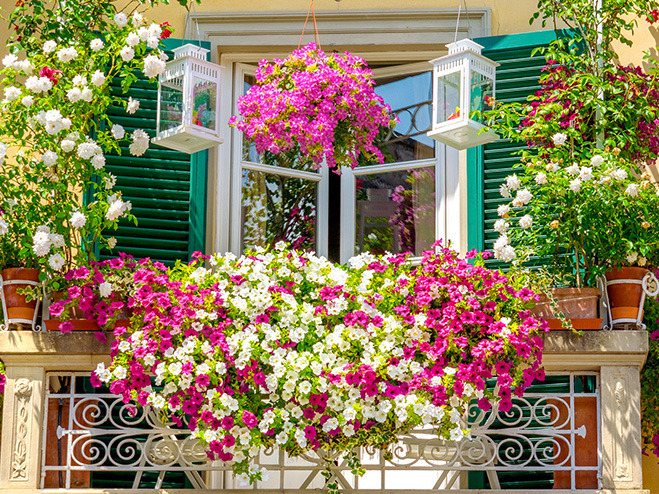 Die 10 besten Pflanzen für den Balkon
