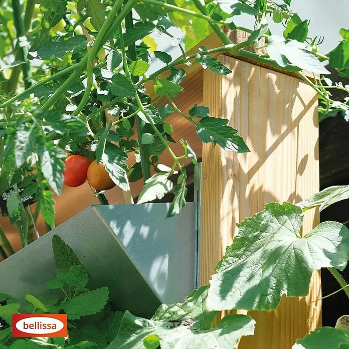 Bellissa Hochbeet Inalto L8 - 100 x 32 x 180 cm, Stahl, Hellbraun/Silber - Nahaufnahme eines Bellissa-Produkts im Garten, umgeben von Tomatenpflanzen und üppigem Grün, das die natürliche Schönheit hervorhebt.