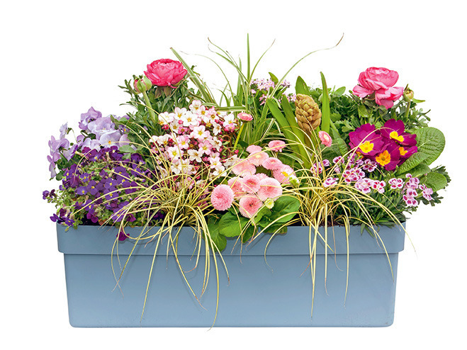 Frühlingsblumen im Topf: Arrangement in Rosa, Blau und Weiß