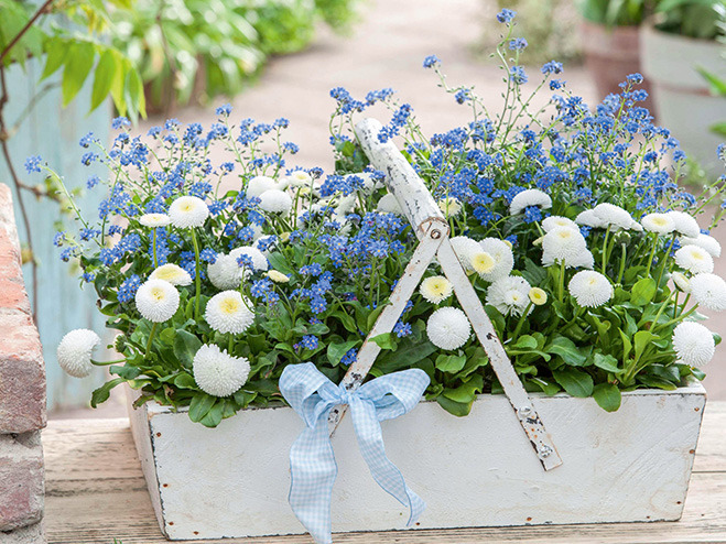 Süße Frühlingsblumen-Kombination im Vintage-Kasten