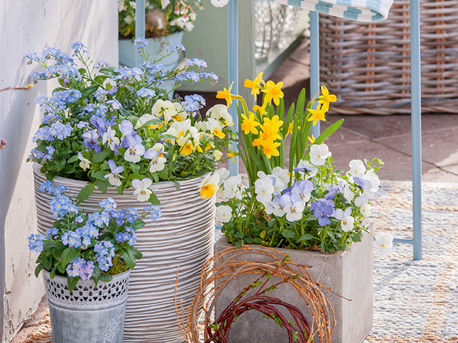 Arrangement auf der Terrasse: Gelbe und Blaue Frühlingsblumen im Topf