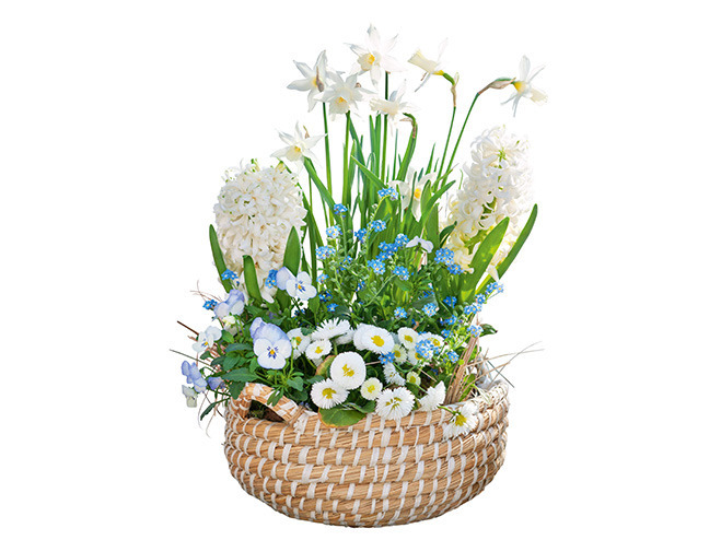 Blau-weiße Blumenkombination im Weidenkörbchen