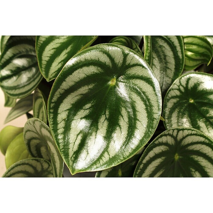 Piardino Rippenschildblatt (Peperomia argyreia, 12 cm) | BAUHAUS