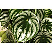 Piardino Rippenschildblatt (Peperomia argyreia, 12 cm) | BAUHAUS