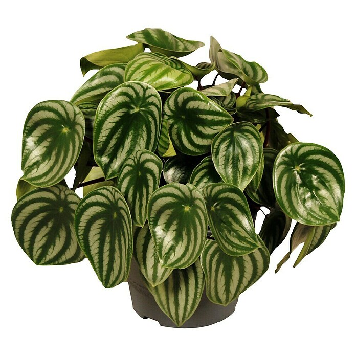 Piardino Rippenschildblatt (Peperomia argyreia, 12 cm) | BAUHAUS